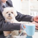 Pets in the workplace